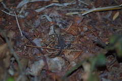 Stenocercus iridescens