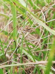 Diasemiopsis leodocusalis