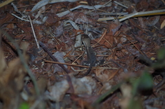 Stenocercus iridescens