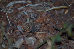 Stenocercus iridescens