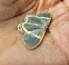 Phrygionis privignaria