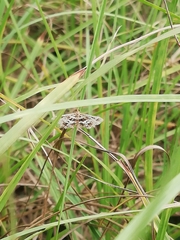 Diasemiopsis leodocusalis