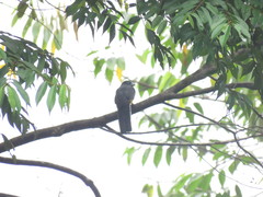 Trogon chionurus