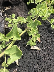 Cryptocarpus pyriformis