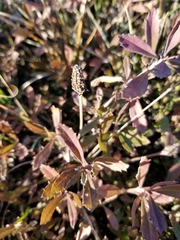 Phyla nodiflora