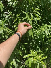 Bellyache (Tabernaemontana citrifolia)