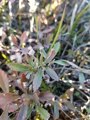 Phyla nodiflora