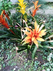 Guzmania