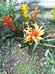 Guzmania