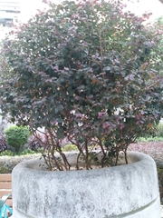 Loropetalum chinense