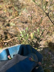 Symphyotrichum expansum