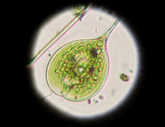 Phacus longicauda