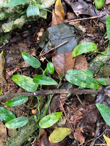 Philodendron consanguineum, photograph 5