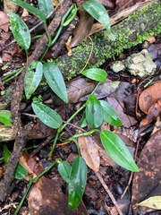 (c) Marcos Rodriguez Bobadilla, some rights reserved (CC BY) Philodendron consanguineum, photograph (c) Marcos Rodriguez Bobadilla, some rights reserved (CC BY)