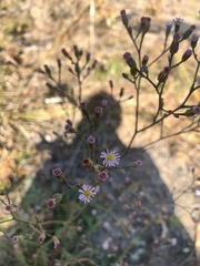 Symphyotrichum expansum