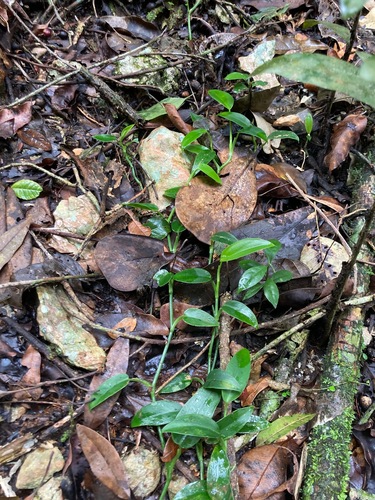 Philodendron consanguineum, photograph 6