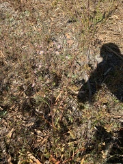 Symphyotrichum expansum