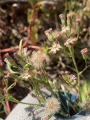 Symphyotrichum expansum