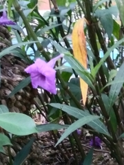 Ruellia simplex