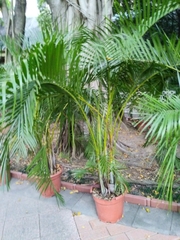 Arecaceae