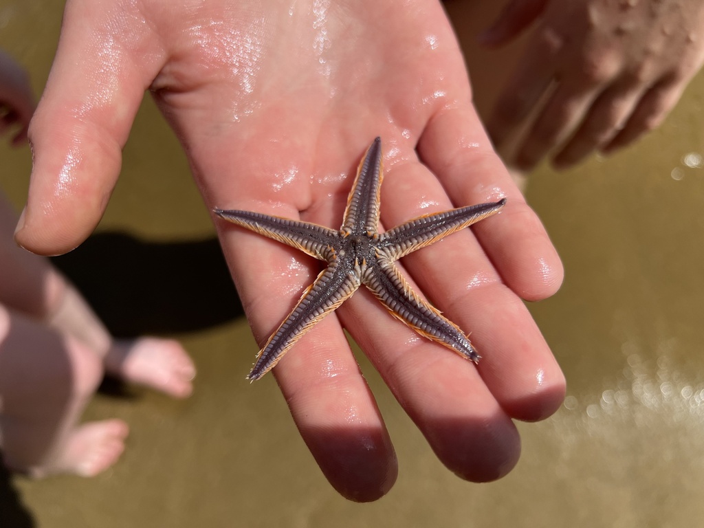 Astropecten brasiliensis