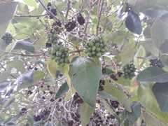 Aegiphila ferruginea