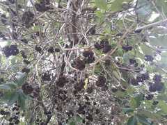 Aegiphila ferruginea