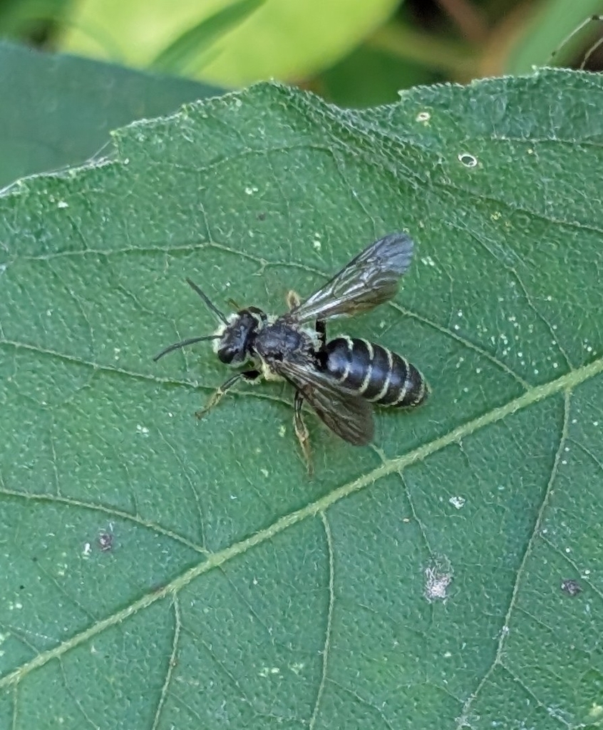 Dieunomia triangulifera