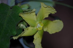 Prestonia mollis