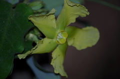 Prestonia mollis