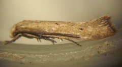 Elachista gerasmia