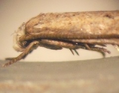 Elachista gerasmia