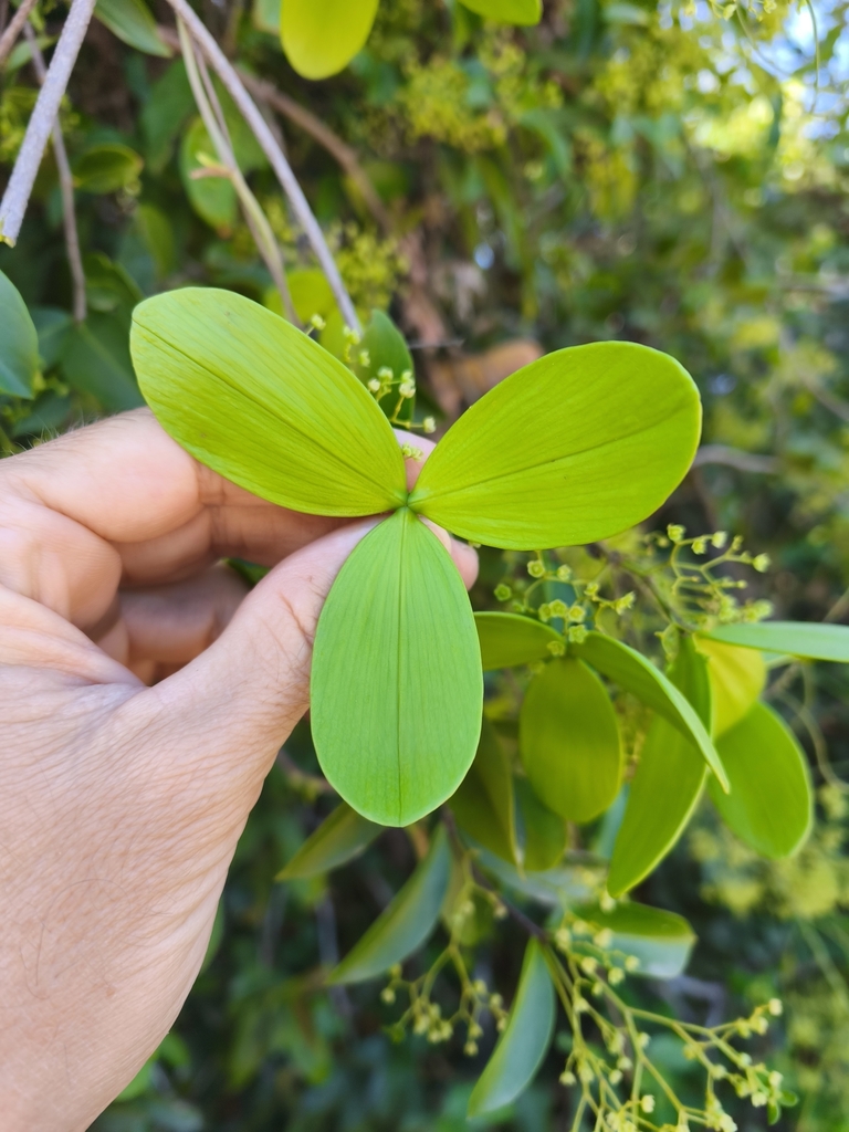 Pristimera sclerophylla