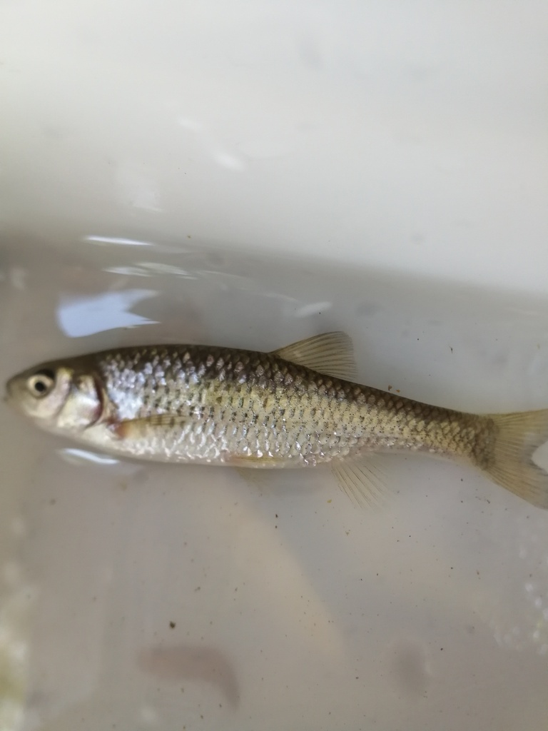 Malaga Chub