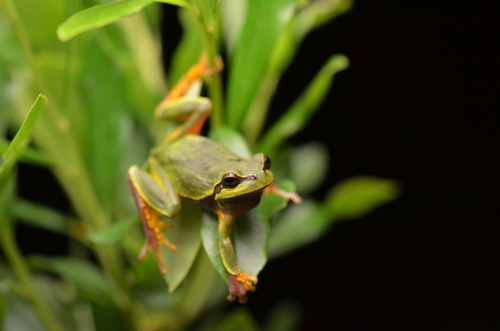 Pine barrens tree frog