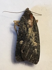Abagrotis mirabilis