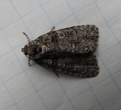 Acronicta tristis