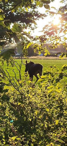 Moose, Niederösterreich, AT, photo 7 of 10