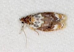 Piloprepes gelidella