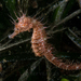 Observation photo