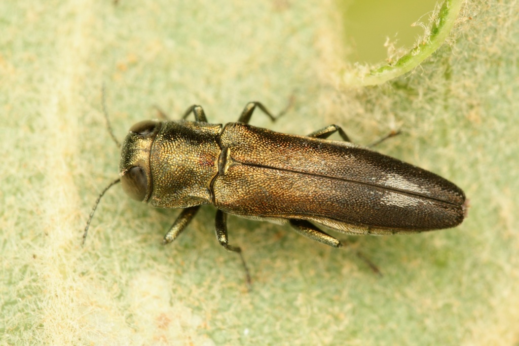 Agrilus hastulifer