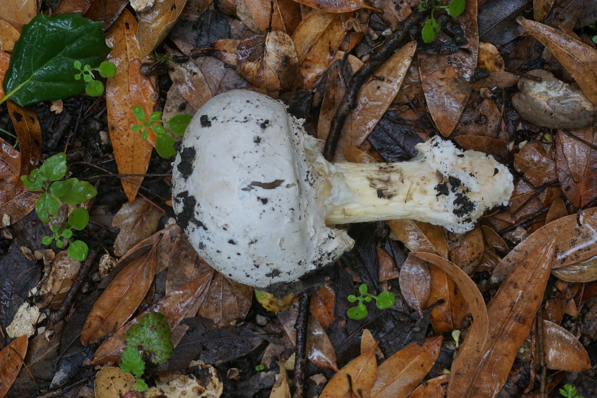 Amanita calyptroderma image