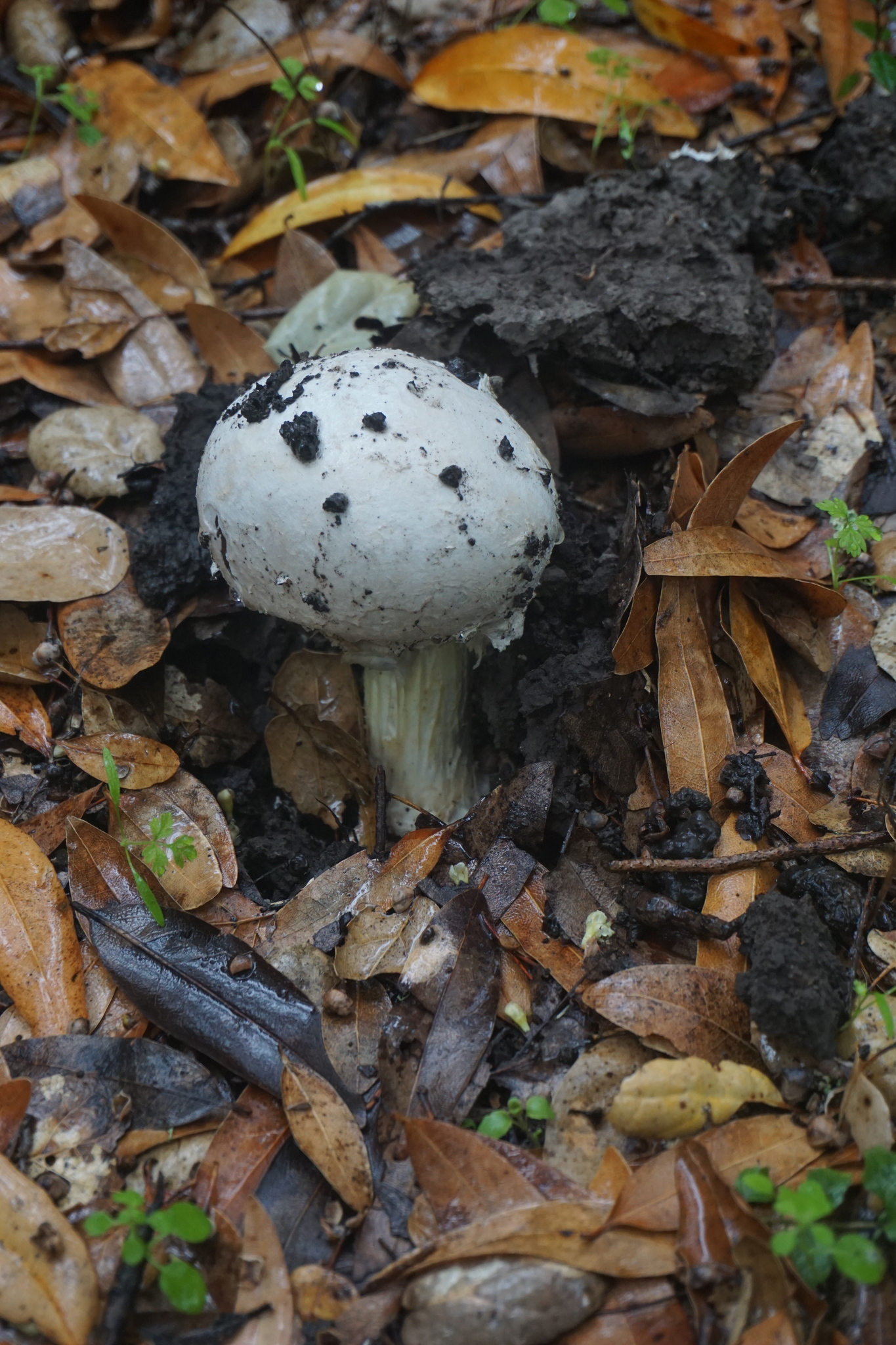 Amanita calyptroderma image