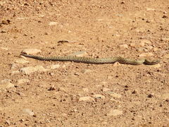 Crotalus willardi willardi