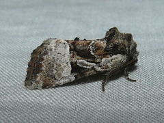 Meropleon ambifusca