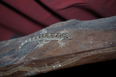 Phyllodactylus reissii