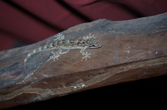 Phyllodactylus reissii