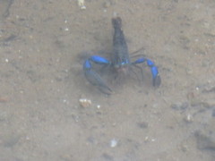 Macrobrachium hancocki