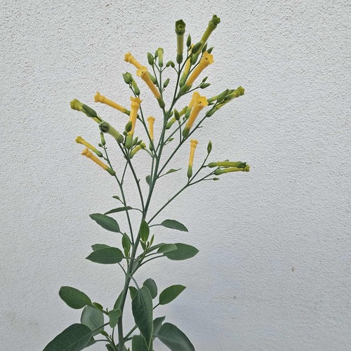 tree tobacco