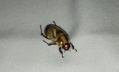 Augoderia nitidula